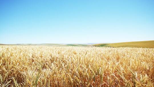 سوريا.. القبض على 4 أشخاص حاولوا إضرام النار في حقول القمح والشعير بريف إدلب