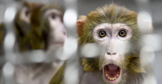 كيف يمكن للمسافرين للدول التي ينتشر فيها جدري القردة حماية أنفسهم؟