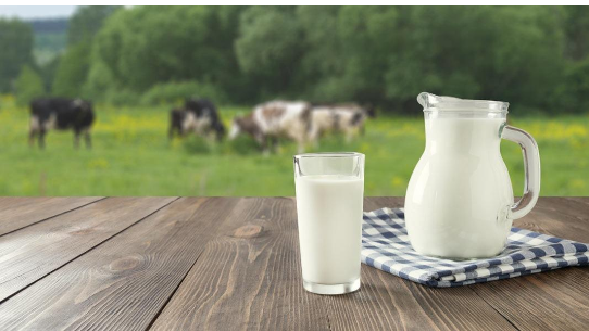 مربو الابقار : سنبيع الحليب بسعر التكلفة