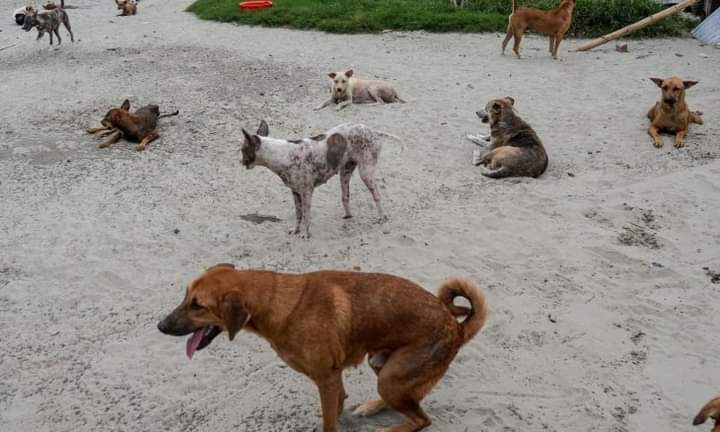 السيدة الأولى في كوريا الجنوبية تدعو للتخلي عن تناول لحوم الكلاب