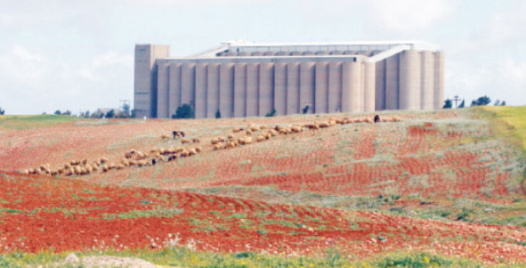 أبو ظبي توسع صوامع حبوب الجويدة بـ33 مليون دولار