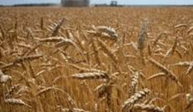 الأمم المتحدة تدعو إلى عدم فرض قيود على تصدير المواد الغذائية في العالم