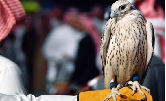 أردني يصطاد صقراً قيمته نصف مليون ويعيده لصاحبه في السعودية