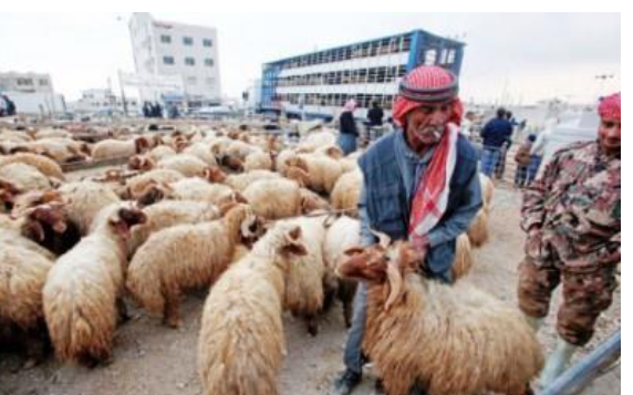 طلب كبير على الخراف الأردنية في قطر