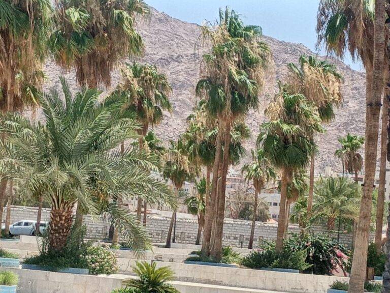 النخل في العقبة يقتله الظمأ.. والماء من حوله يسيل