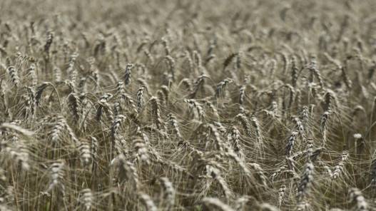 بحث تعزيز التعاون الزراعي والأمن الغذائي مع الولايات المتحدة