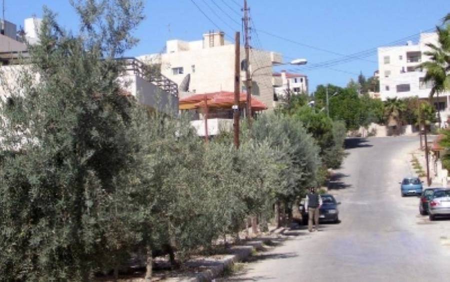 عبابنة: الابتعاد عن زراعة الزيتون على الأرصفة لتجنب الحساسية