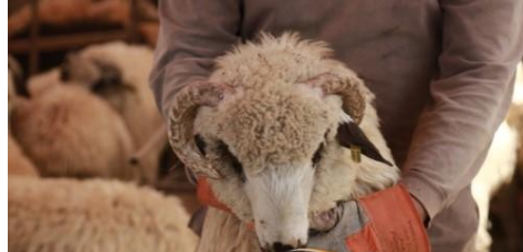 الحنيفات يتراجع عن تصريح (ارتفاع أسعار الاضاحي)