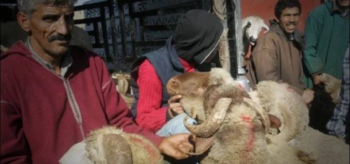 حملة مغربية من أجل مقاطعة أضاحي العيد لغلاء الأسعار