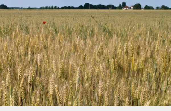 الحنيفات: سنتحقق من شهادات منشأ محلية لـزراعة وهمية للقمح والشعير