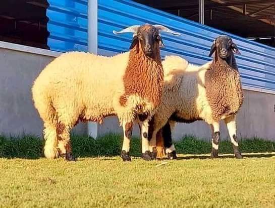 بلدية إربد تحدد مواقع بيع الاضاحي