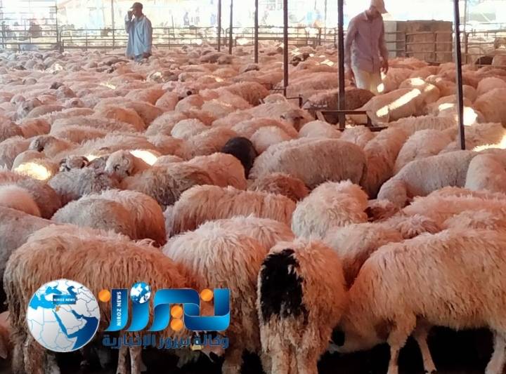 بلدية الزرقاء  تحدد ( 7 ) مواقع لحظائر بيع وذبح الاضاحي موزعة في مناطق المدينة