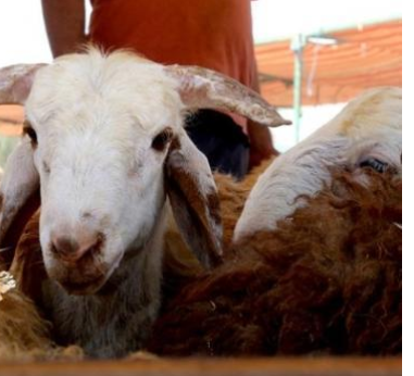 أمانة عمان تحدد أماكن بيع الأضاحي