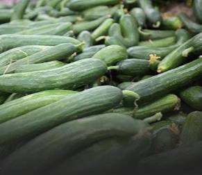 ارتفاع أسعار الخيار محلياً اليوم