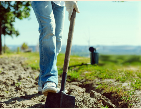 حملة لزراعة آلاف الأشجار بمناسبة عيد ميلاد ولي العهد