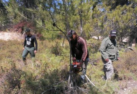 زراعة عجلون وموظفي المجمع الرياضي يطلقون حملة لتقليم الاشجار