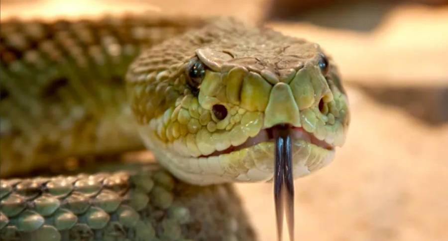 المانيا: اكتشاف أكثر من 110 أفعى خطيرة