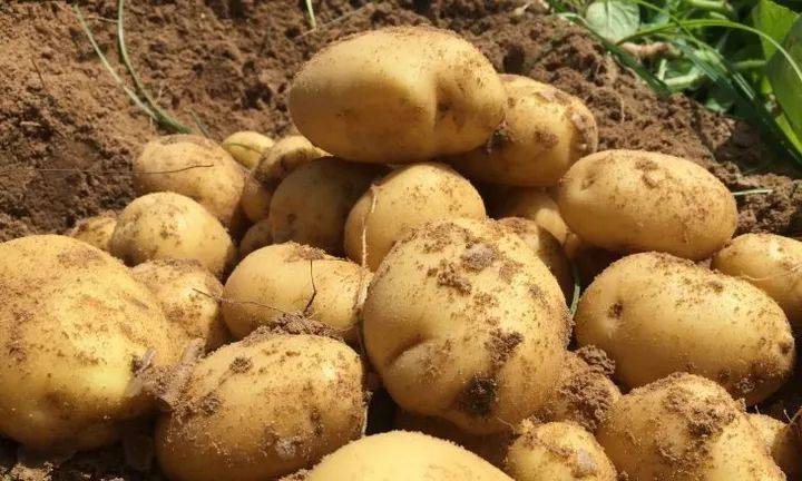 هكذا ستنتج مصر الخبز من البطاطا بدلا من القمح