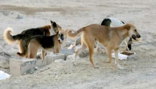 شكاوى من انتشار الكلاب الضالة في جرش