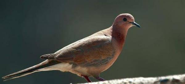 فتح موسم صيد الحمام