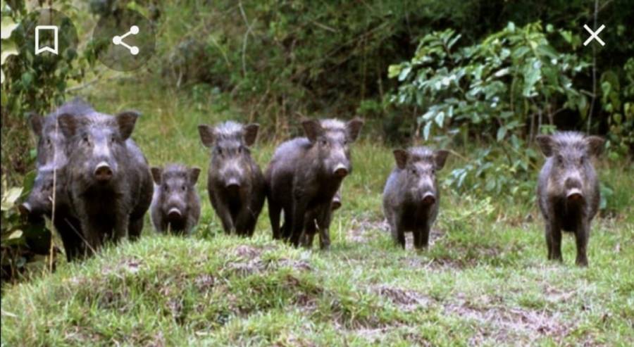 عشرات الخنازير تهاجم مزارع في لواء بني كنانة