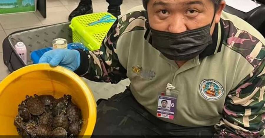 محاولة تهريب  50 حرباء و35 سلحفاة و20 أفعى حية عبر المطار ...فكرة مجنونة !