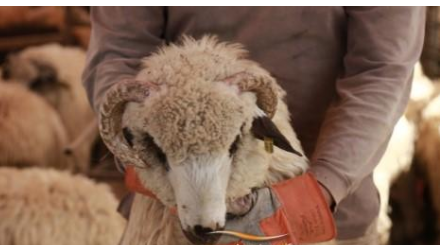 إقبال ضعيف على شراء الأضاحي في الأردن