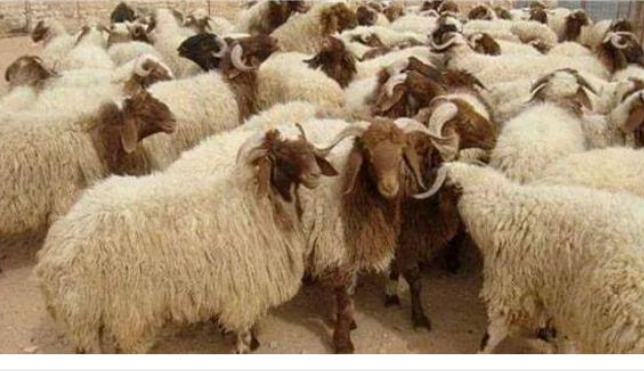 مع «قرب عيد الأضحى » ارتفاع أسعار الأضاحي في محافظة معان