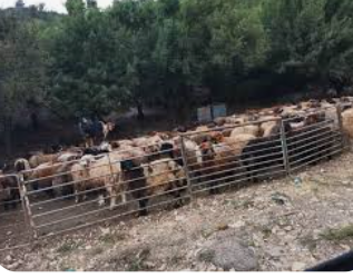 تحديد أماكن بيع الأضاحي في عجلون