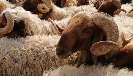 ارتفاع أسعار الأضاحي 30  50 قرشا للكيلو القائم وتوقعات باقبال ضعيف