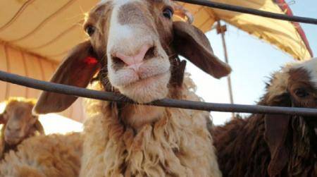 حماية المستهلك تدعو لتشديد الرقابة على أماكن بيع الأضاحي