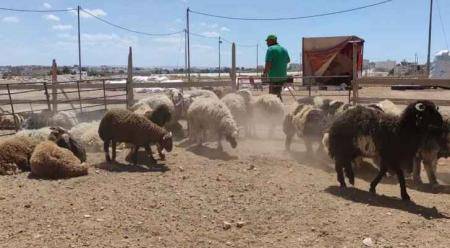 بلدية معان تحدد مواقع بيع الأضاحي