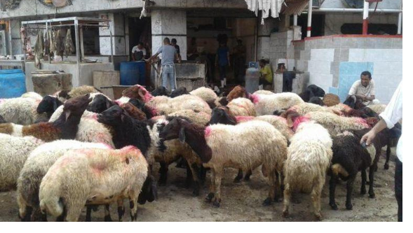 أسعار الأضاحي في مصر ترتفع