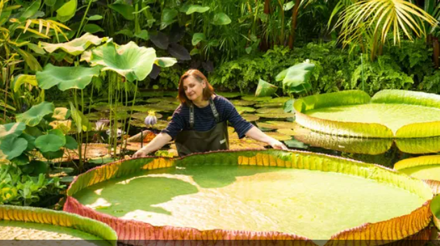 اكتشاف أكبر زنبقة مائية في العالم داخل حديقة بريطانية