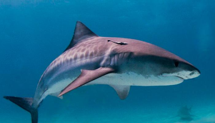 تجنب التبول في الماء.. محافظة مصرية توجه 5 نصائح لمنع عضة القرش