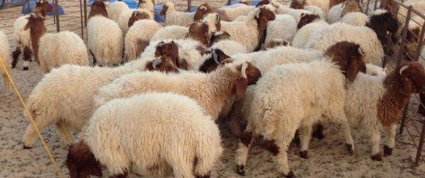 الافتاء توضح حكم الأضحية عن الميت والأكل منها