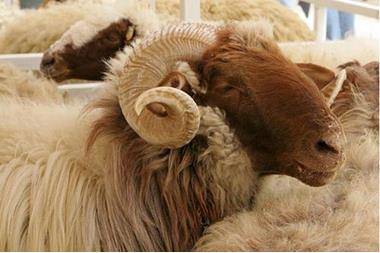 هل يجوز الاشتراك في الأضحية؟.. الإفتاء تجيب