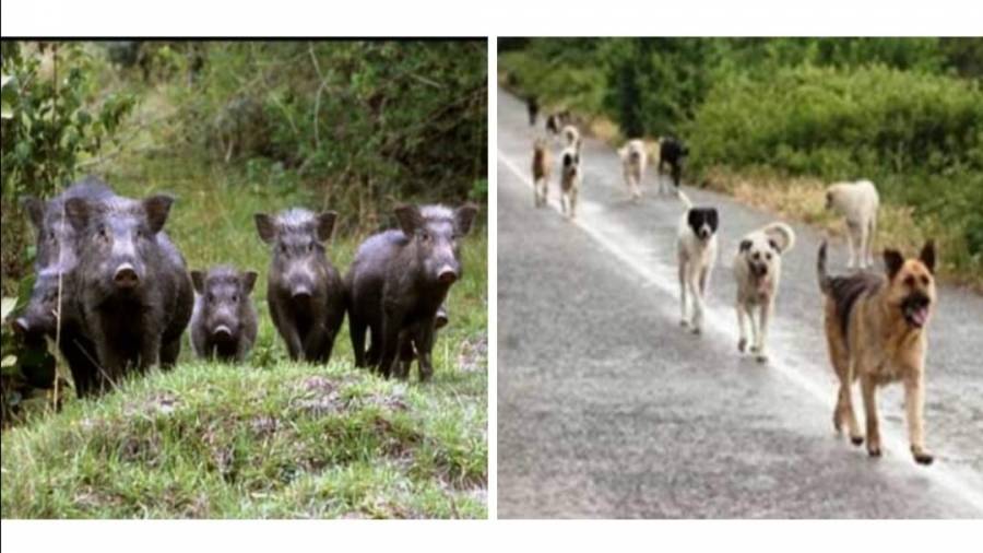 الكلاب الضالة والخنازير البرية  حديث الساعة في لواء بني كنانة