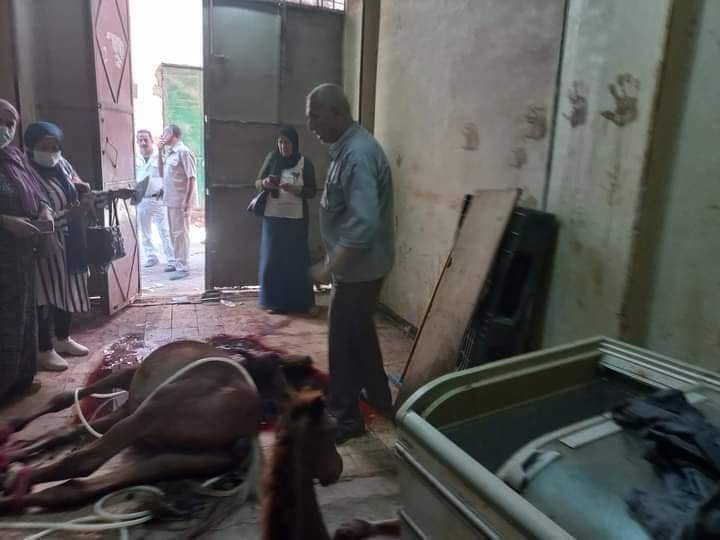 مصر : ضبط محل جزارة يبيع لحوم أحصنة للمحلات بالقليوبية
