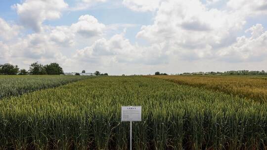 بيسكوف: الطلب العالمي على الحبوب الروسية مرتفع