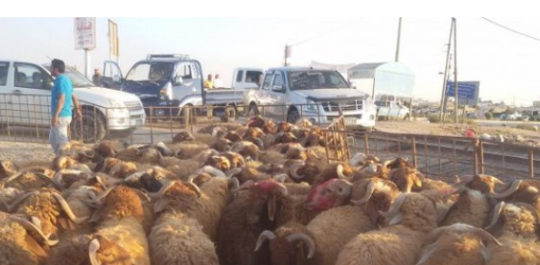 تكثيف الرقابة على موازين الأضاحي يوم عرفة وخلال العيد