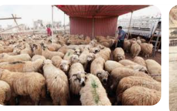 الشواربة يوجه بتطبيق الإجراءات الصحية في مواقع ذبح الأضاحي