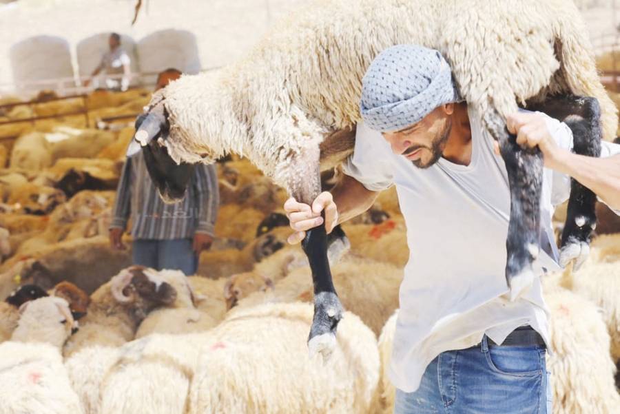 الأضاحي...إقبال ضعيف بضغط من ارتفاع الأسعار