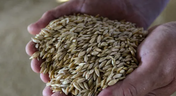 بدون مناقصة.. مصر تشتري 63 ألف طن من القمح الألماني