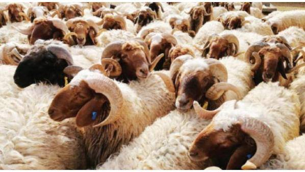 الحنيفات: توفر المواشي السودانية الحية في الأسواق بعد انقطاع لأعوام