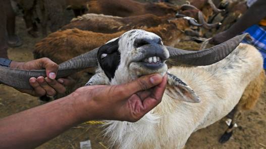 تجار بعمّان يشتكون من انخفاض الإقبال على شراء الأضاحي