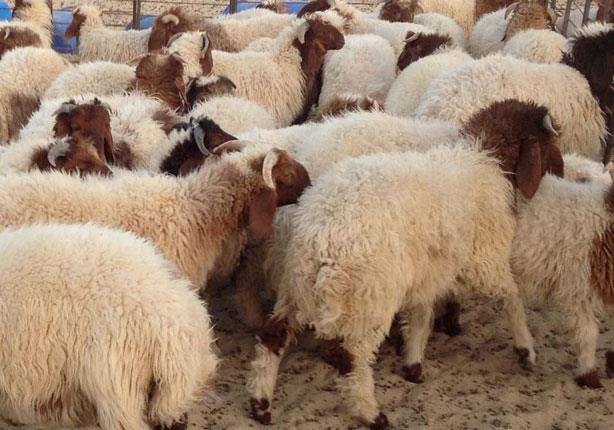 التسويق الإلكتروني يُسهل عملية بيع وشراء الأضاحي في الأردن