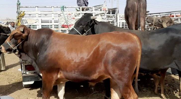 في أول أيام العيد.. وفاة فلسطيني تلقى ضربة على رأسه من عجل