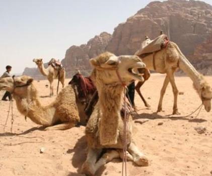 نحر الجمال.. عادات وتقاليد الرماثنة في عيد الأضحى