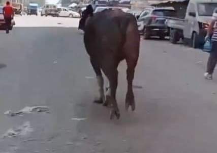 ‘عجل العيد’’ يهرب من سكين الجزار ويقفز من الطابق الثاني ويتسبب بوفاة شاب ... تفاصيل